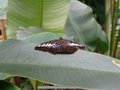 Malaysia-04